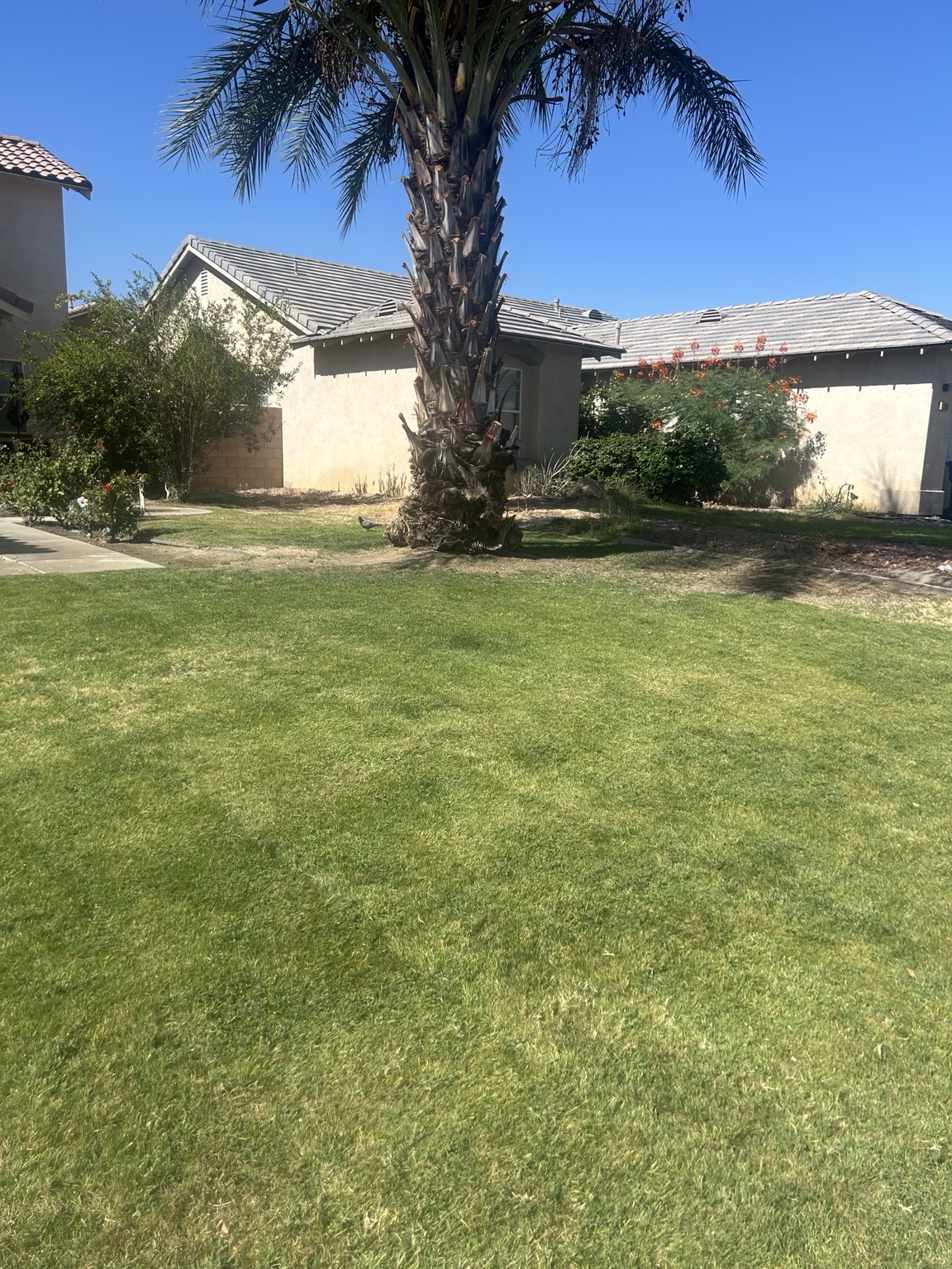 Vizcarra Landscaping landscape maintenance project 10